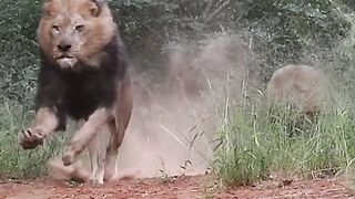 animal video