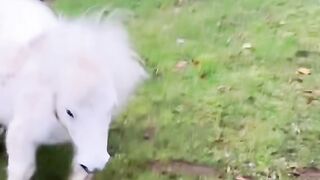 ANIMAL VIRAL