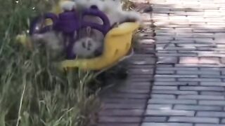 ANIMAL VIRAL