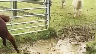 ANIMAL VIRAL