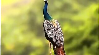 Islami