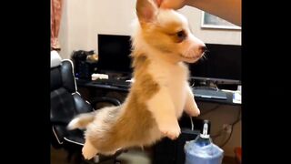 Flying Dog