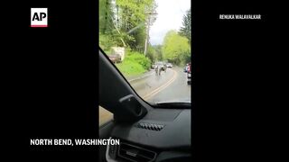 Watch four escaped zebras gallop in North Bend, Washington.