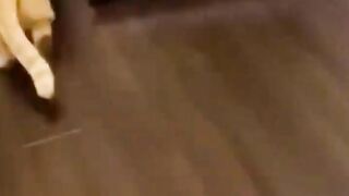funny animals