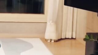 Funny cats