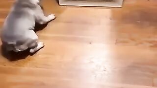 The funniest animals Jokes with cats and dogs 3