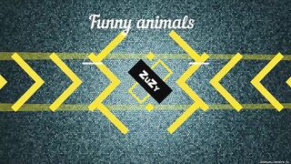 The best jokes with Raccoons
