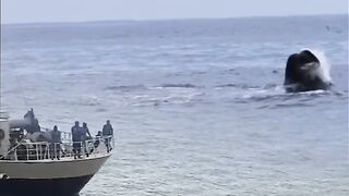 Paus di lautan bertemu kapal tongkang