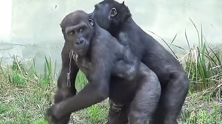 Gorilla's novel maneuvers