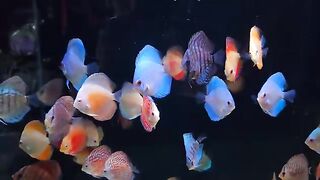 Discus
