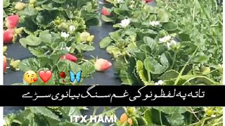 Stabray video