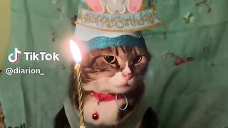 Ekspresi kucing ulang tahun