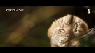 Living with Leopards _ Official Trailer _ Netflix.