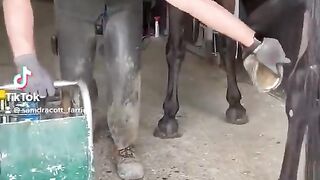 How to change a Horse shoe