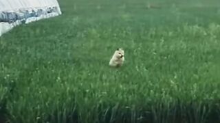 Funny dogs2