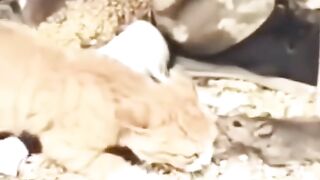 Cat vs rat ???????? fight ????????