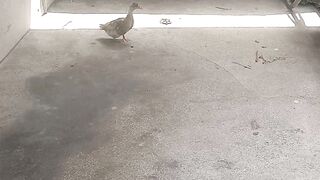Ducks