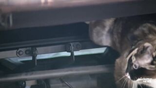 Cat survives unintended 600-mile journey, living up to its 9 lives.