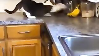 Cat vs. Banana