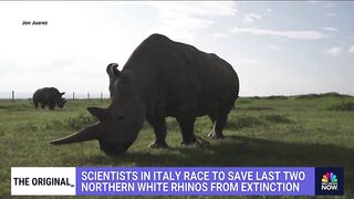 How scientists are trying to save world’s last northern White Rhinos from extinction through IVF.