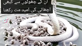 Dushman k bachy b apky dushman hoty