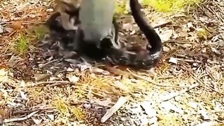 See how the mother fights the enemy to save her child