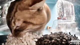 mr Snack excavating snacks