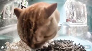 Mr Snack eating for 17 minutes and 49 seconds