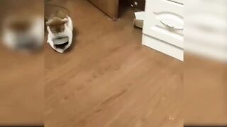 Baby Cats - Cute and Funny Cat Videos Compilation