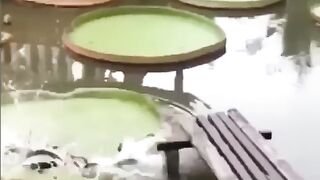 Приколы