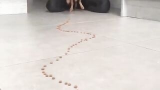 Top 5 Funny and Talented dogs