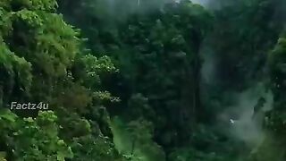 Factz4u_#amazon_#forest_Facts(480p).