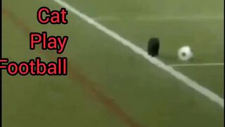 Cat play  Football