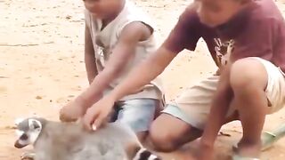 lemur