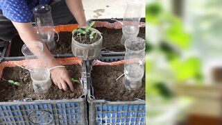 "Harvesting Huge Cucumbers with This Easy Method!"