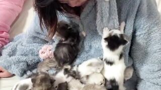 Kitten lover