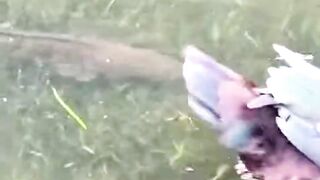 Ducks in pound