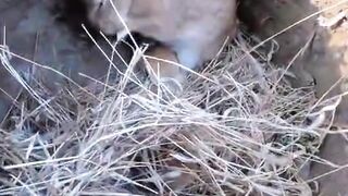 Mother rabbit and her kids