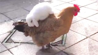 Hen and rabbit