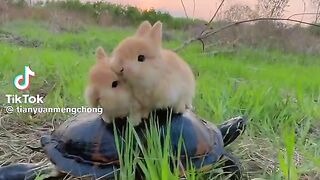Cute rabbit
