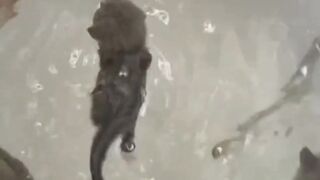 Kittens playing