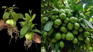 Unbelievable Grafting Method to Triple Your Guava Harvest