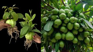 Unbelievable Grafting Method to Triple Your Guava Harvest!