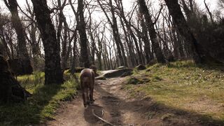 "Global Cinematic Quests: Journeying Across Continents"