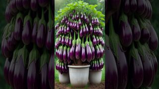 Harvest more eggplants with grafting skills _farming _satisfying