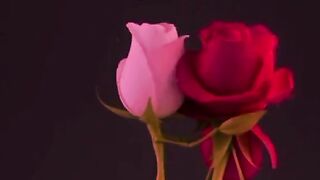 Shero Shayari Mash