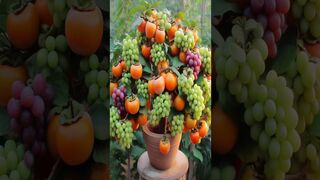 Simple method for grafting Persimmon with Grapes Using Coca Cola _ egg