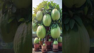 Large Guavas taste delicious with easy growing techniques