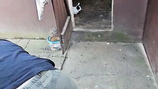 Funny dog