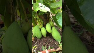 Unique​ Technique _ Grafting Mango Tree